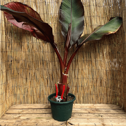 Musa ensete red