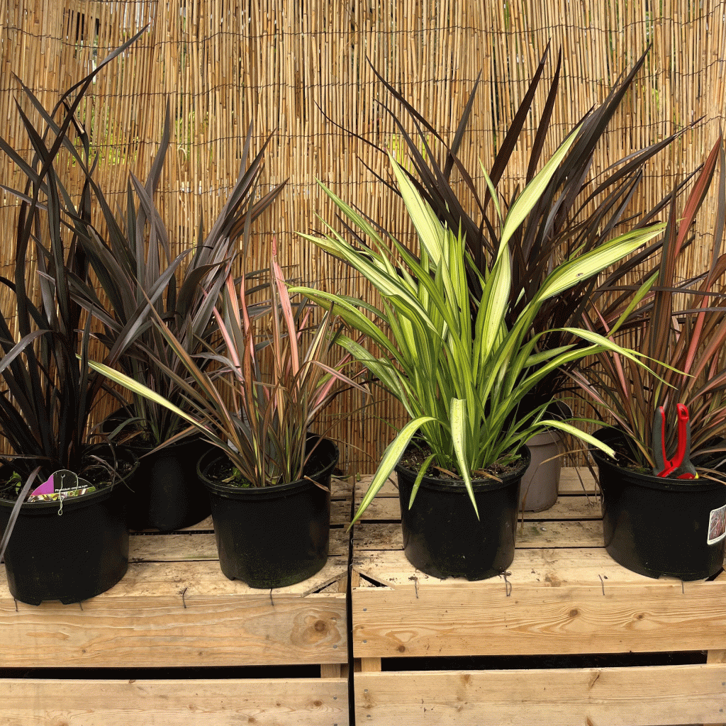 Phormium collection