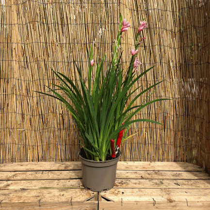 schizostylis coccinea