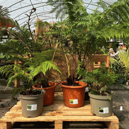 tree fern collection